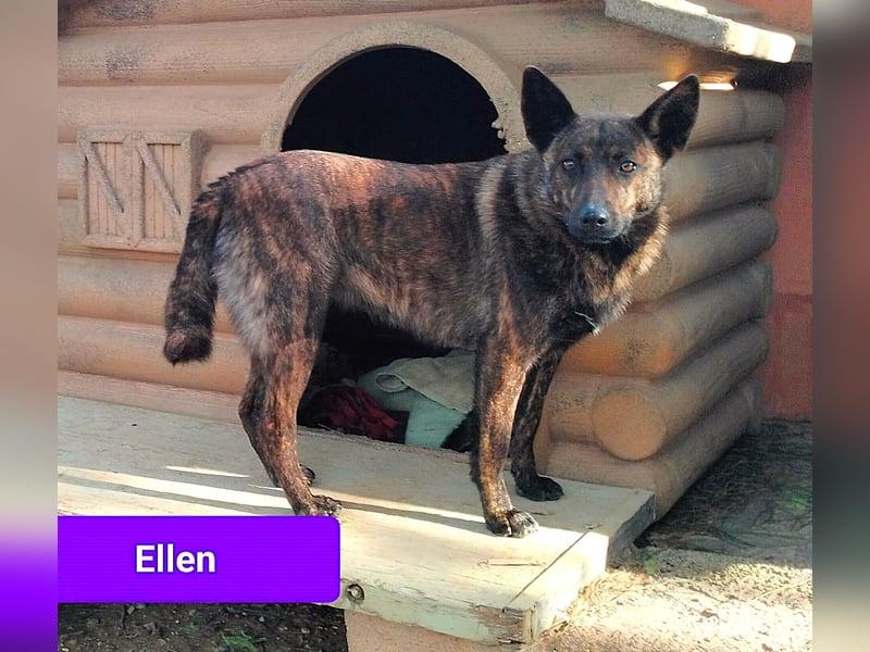 süße Ellen wünscht sich ihr Zuhause für immer