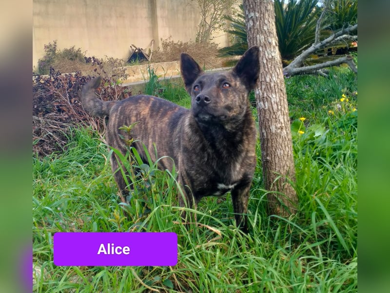 liebe Alice sucht sein kuscheliges Zuhause