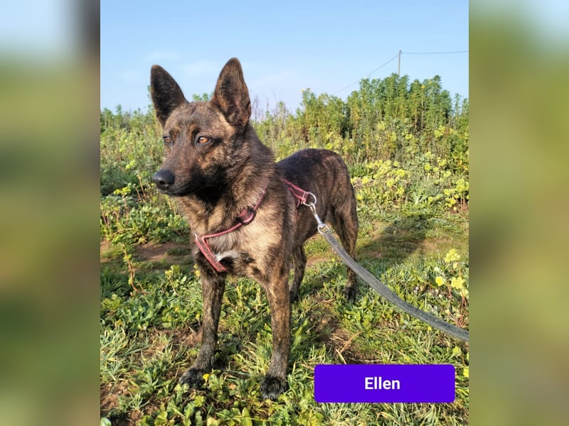 süße Ellen wünscht sich ihr Zuhause für immer