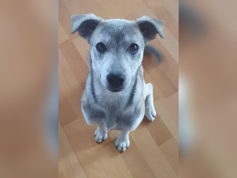 liebe Emmi in 88480 Achstetten sucht noch ihr Zuhause