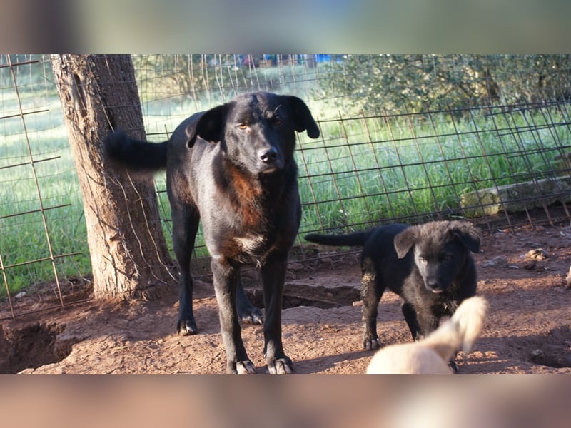 die liebe Wendy sucht noch ihr Zuhause