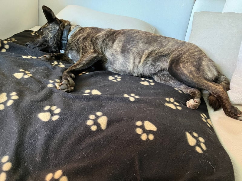 liebe Alice in 8048 Zürich sucht ihr Zuhause für Immer