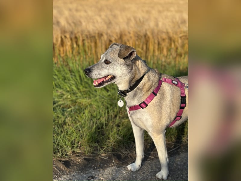 liebe Emmi in 88480 Achstetten sucht noch ihr Zuhause