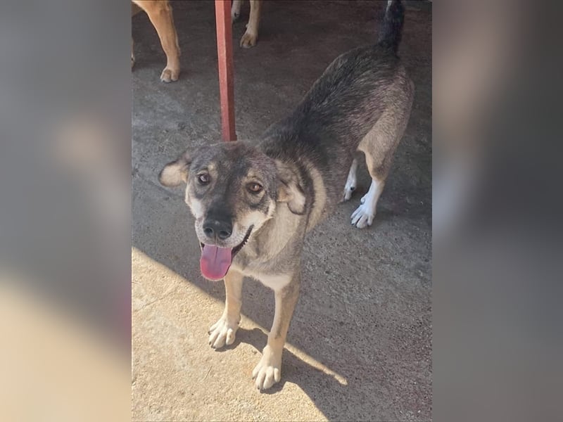 Die lebensfrohe Ronja sucht ein Zuhause oder eine Pflegestelle!