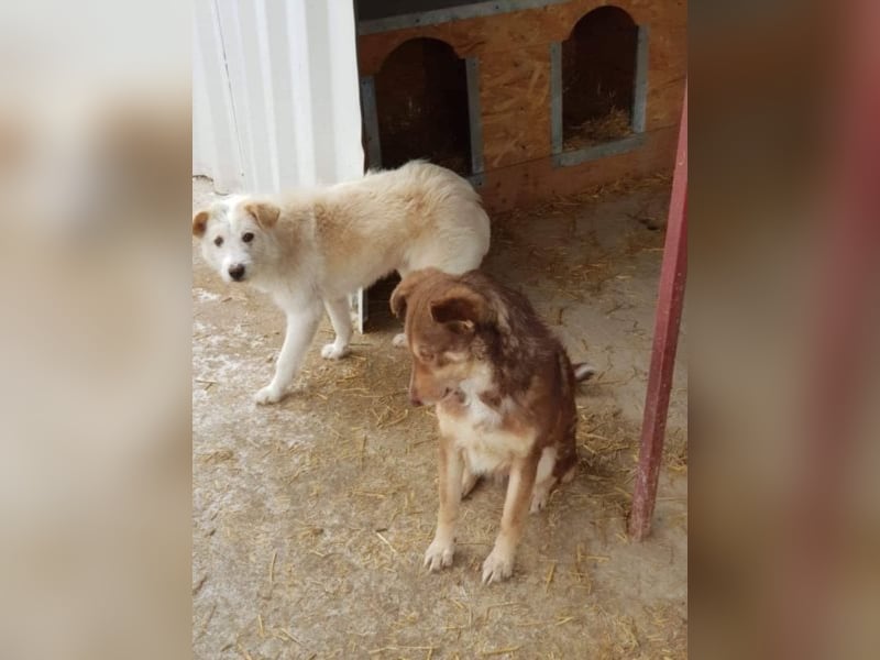 Vorsichtige Emma sucht ein Zuhause oder eine Pflegestelle!
