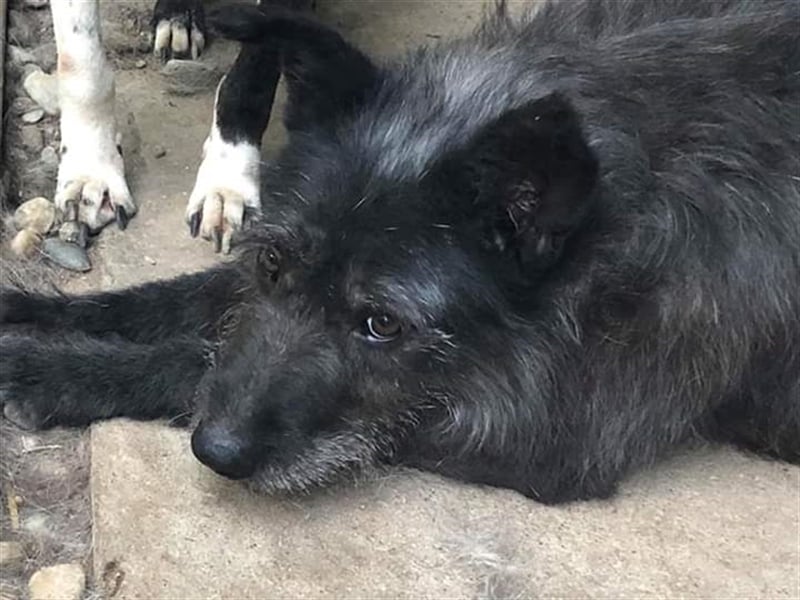 Die freundliche Ebony sucht ein Zuhause oder eine Pflegestelle!