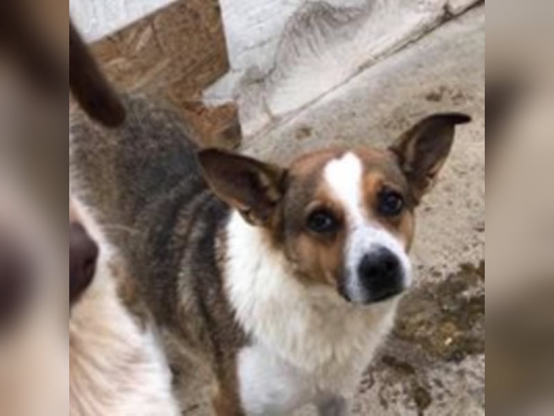 Scheue Cindy sucht ein Zuhause oder eine Pflegestelle!
