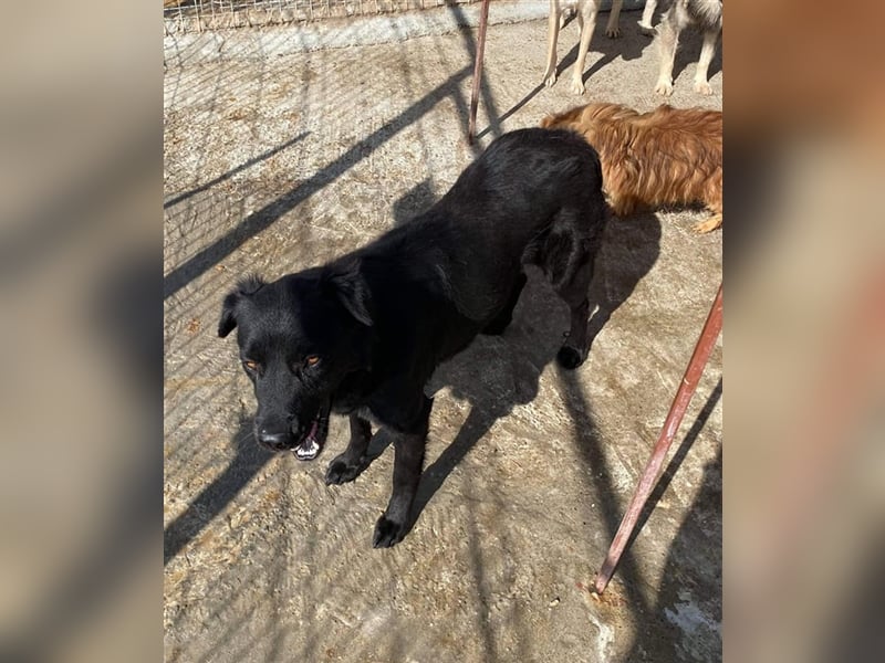 Die hübsche Sandy sucht ein Zuhause oder eine Pflegestelle!