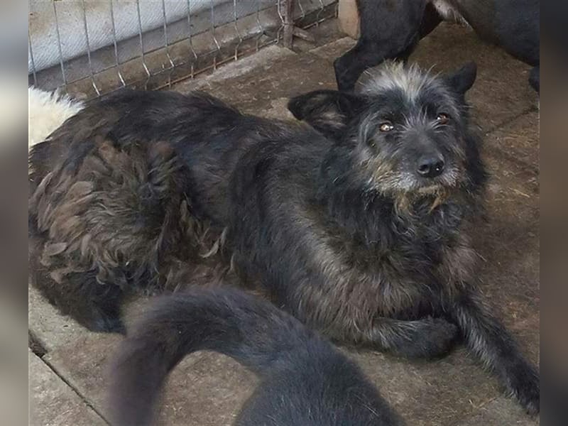 Die freundliche Ebony sucht ein Zuhause oder eine Pflegestelle!
