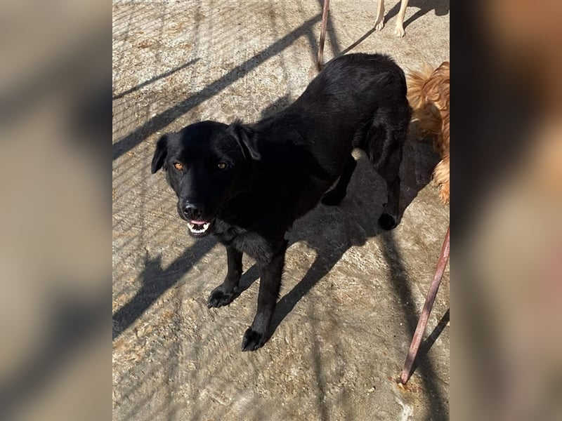 Die hübsche Sandy sucht ein Zuhause oder eine Pflegestelle!