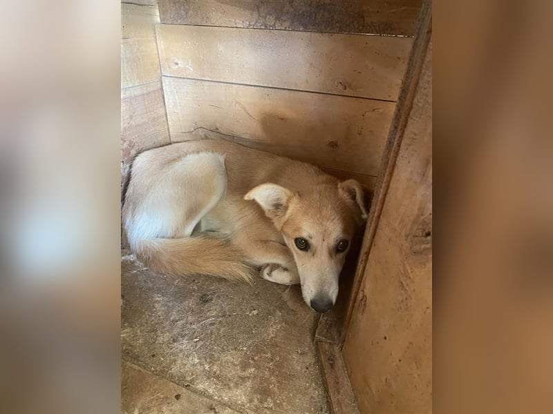 Die zarte Gracie sucht ein Zuhause oder eine Pflegestelle!