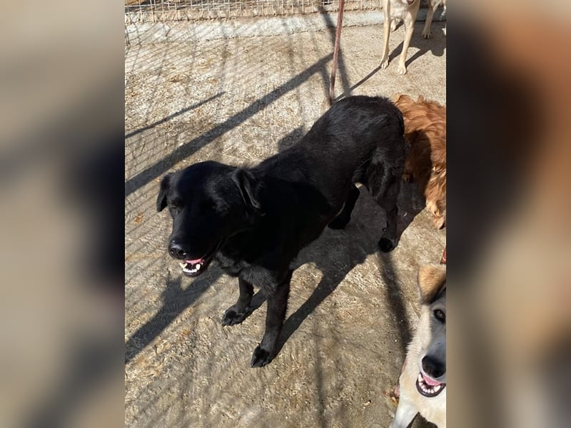 Die hübsche Sandy sucht ein Zuhause oder eine Pflegestelle!