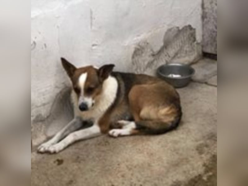 Scheue Cindy sucht ein Zuhause oder eine Pflegestelle!