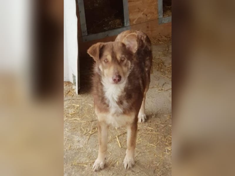 Vorsichtige Emma sucht ein Zuhause oder eine Pflegestelle!