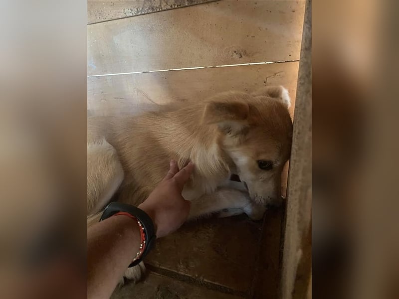 Die zarte Gracie sucht ein Zuhause oder eine Pflegestelle!
