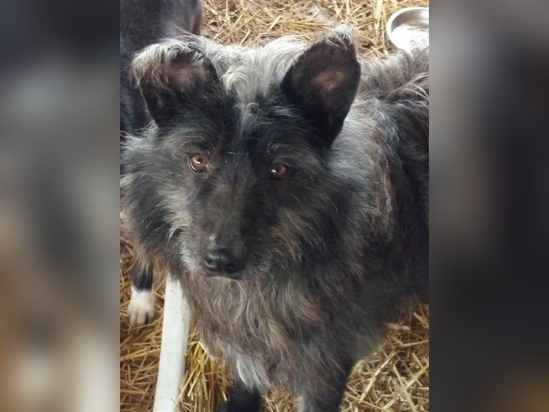 Die freundliche Ebony sucht ein Zuhause oder eine Pflegestelle!