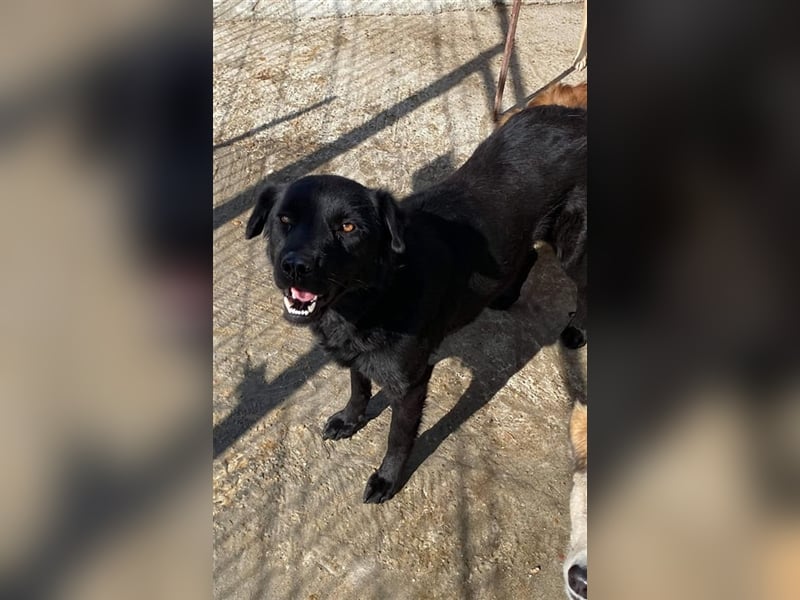 Die hübsche Sandy sucht ein Zuhause oder eine Pflegestelle!