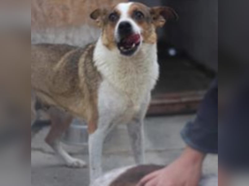 Scheue Cindy sucht ein Zuhause oder eine Pflegestelle!