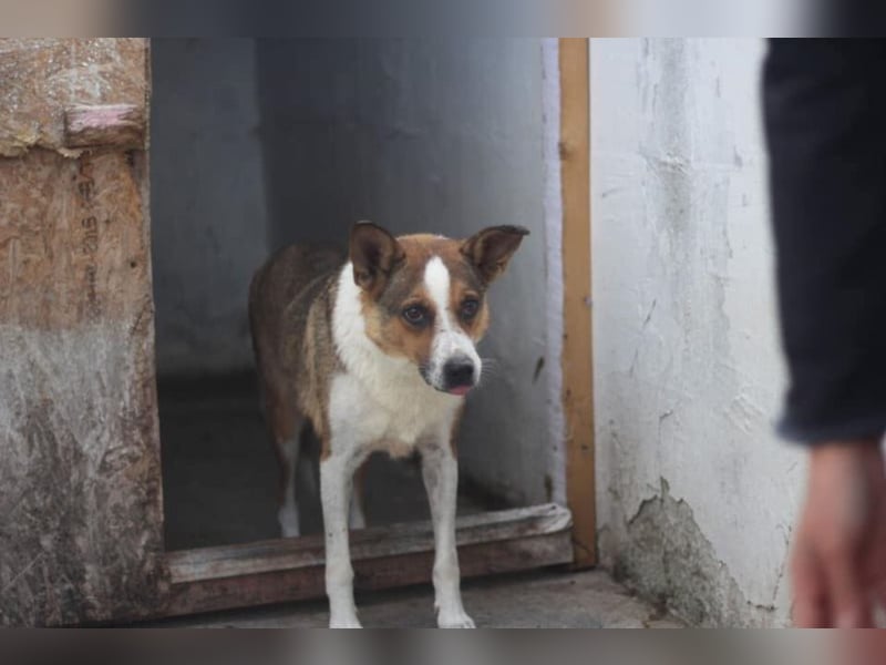 Scheue Cindy sucht ein Zuhause oder eine Pflegestelle!