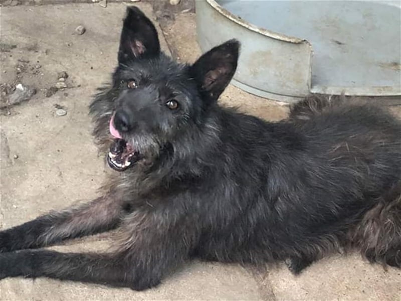 Die freundliche Ebony sucht ein Zuhause oder eine Pflegestelle!