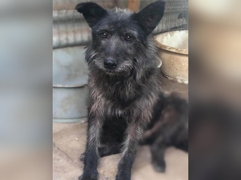 Die freundliche Ebony sucht ein Zuhause oder eine Pflegestelle!
