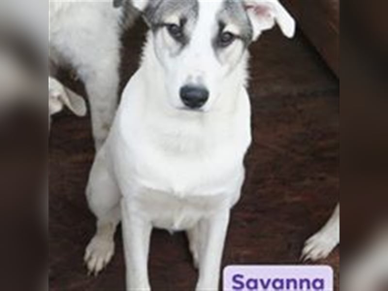 Savanna wartet in 58119 Hagen(NRW) auf ihr Zuhause