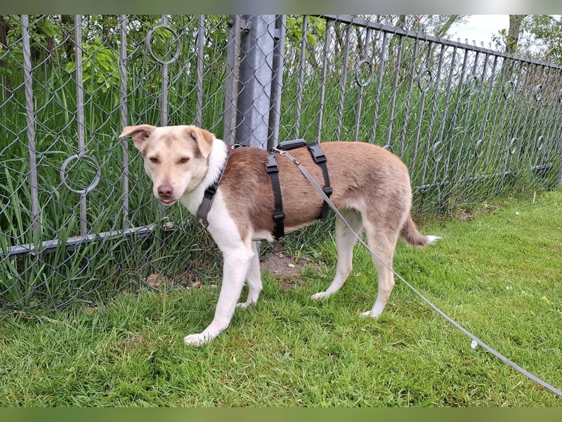 Herzenshündin Wilma auf Pflegestelle