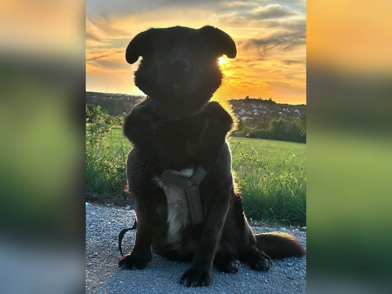 Sunny auf Pflegestelle