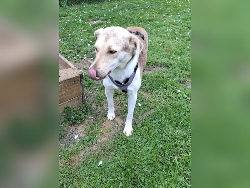 Herzenshündin Wilma auf Pflegestelle