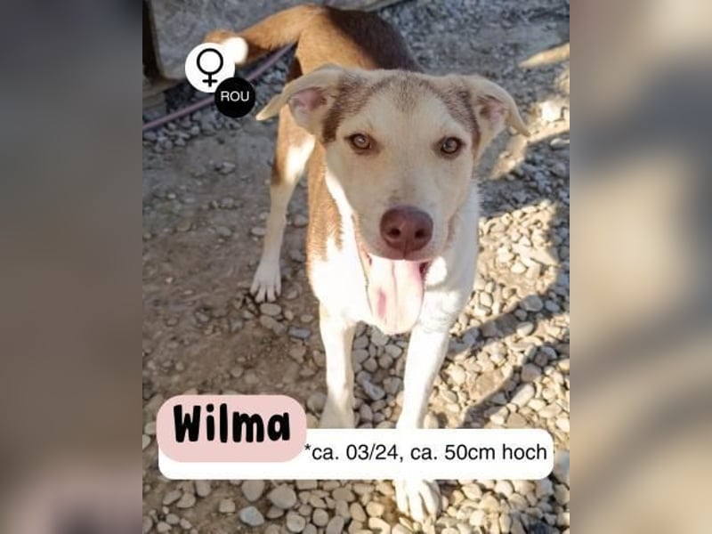 Herzenshündin Wilma auf Pflegestelle