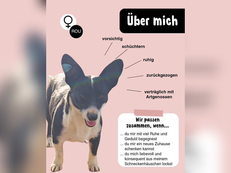 Wer holt BELLA aus ihrem Schneckenhaus?