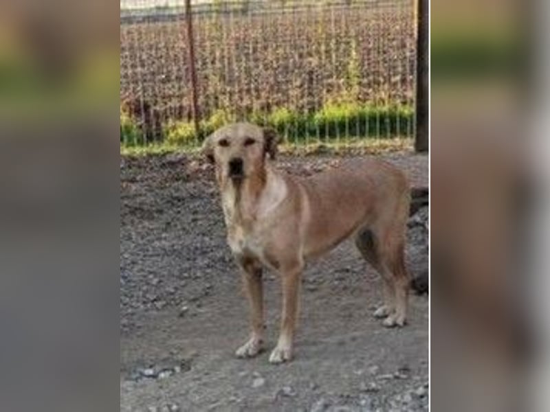 Schüchterne Punchy sucht ein Zuhause