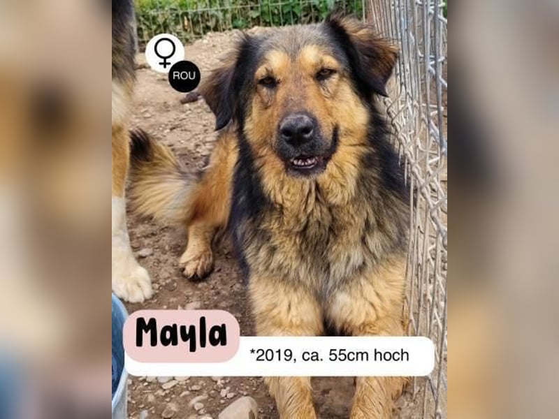 Selbstbewusste MAYLA