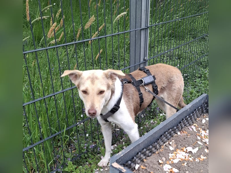 Herzenshündin Wilma auf Pflegestelle