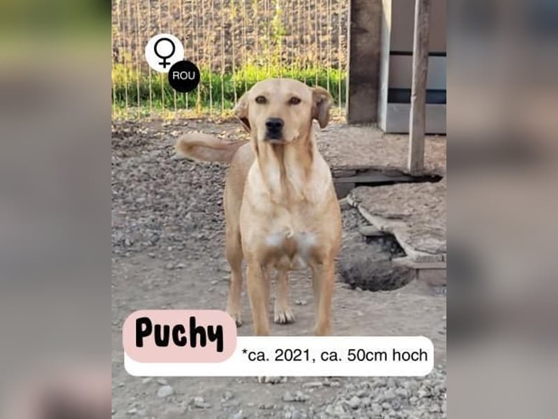 Schüchterne Punchy sucht ein Zuhause
