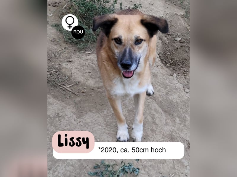 Lissy sucht ihre Menschen