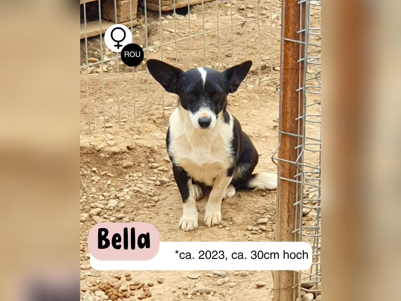 Wer holt BELLA aus ihrem Schneckenhaus?