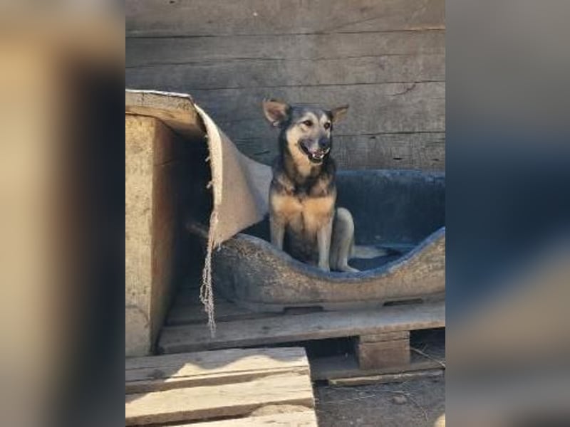 Herzliche Romy möchte endlich ankommen