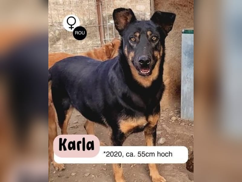 Karla - darf ich bei dir aufblühen?