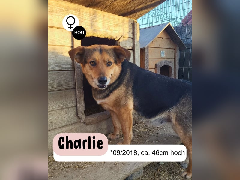 Sensible CHARLIE sucht ihre Menschen