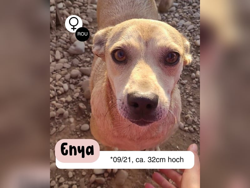 Anfängerhündin ENYA sucht ihr zu Hause