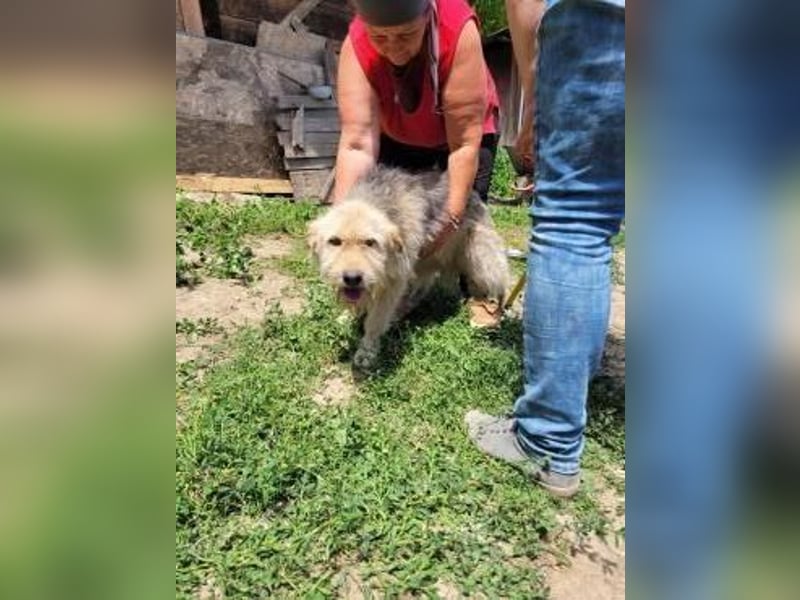 DAISY sucht liebevolles Zuhause