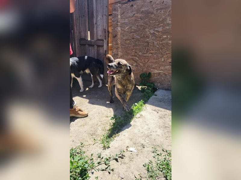 SANDY sucht Menschen zum kuscheln