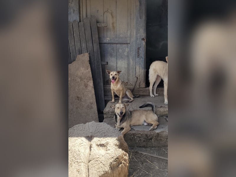 Anfängerhündin ENYA sucht ihr zu Hause