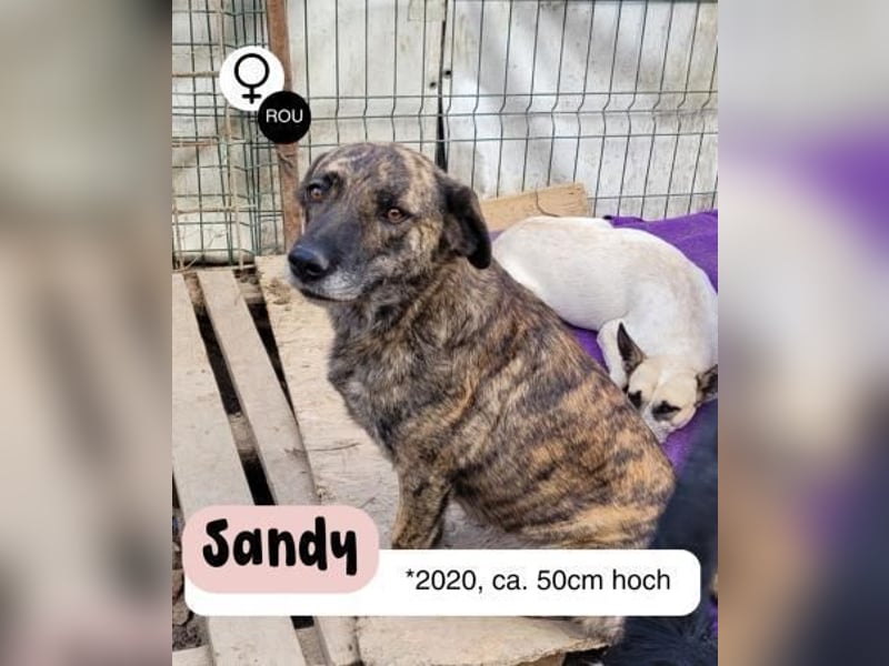 SANDY sucht Menschen zum kuscheln