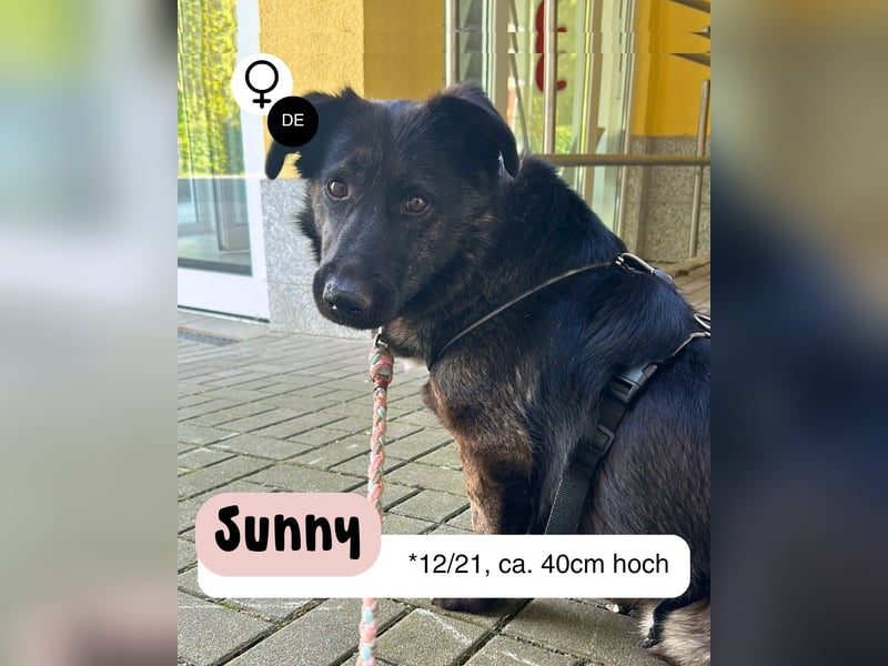 Sunny auf Pflegestelle