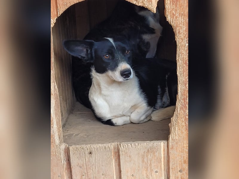 Wer holt BELLA aus ihrem Schneckenhaus?