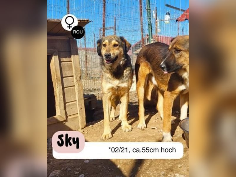 Zurückhaltende SKY