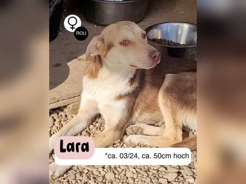 Hübsche Lara sucht dich