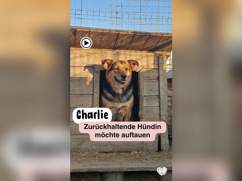 Sensible CHARLIE sucht ihre Menschen